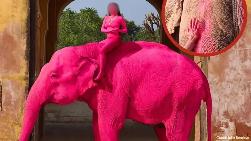 News image for Viral pink elephant photoshoot in Jaipur under animal welfare...