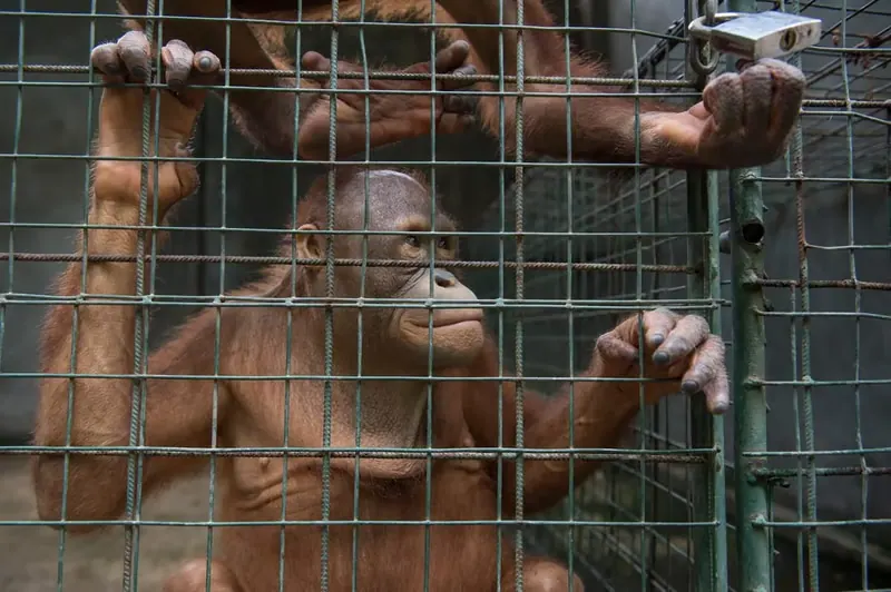 News image for Help free three orangutans
