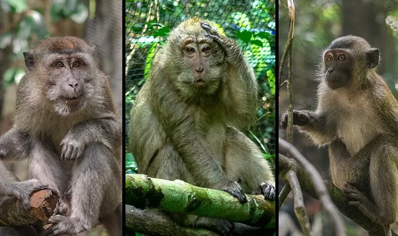 News image for Rescued monkeys return to the wild!