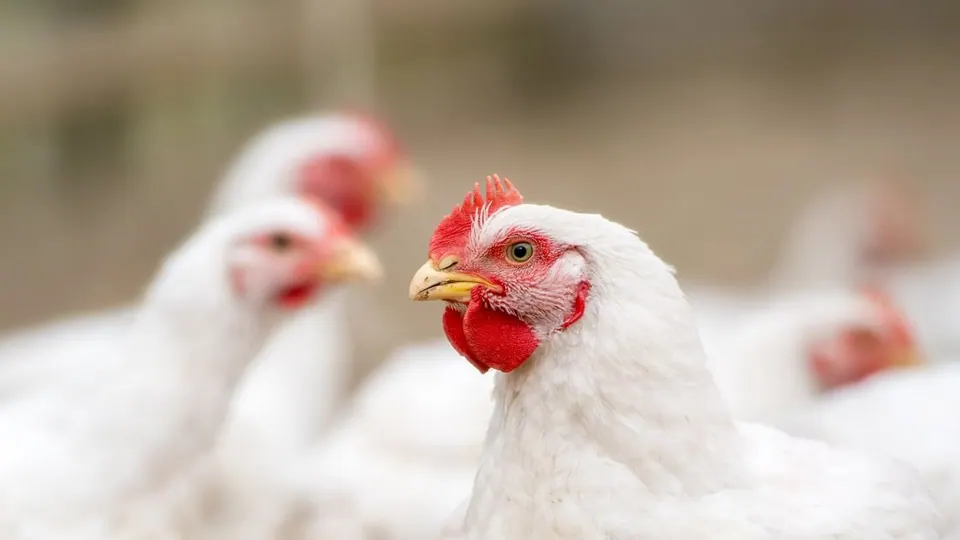 News image for Advancing animal welfare through continuous improvement