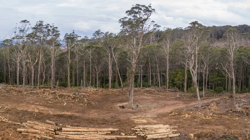 News image for Koalas Covering for Coal? Dirty Forest Offset Plan Would Mean More Fossil Fuels